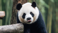 In this photo released by Ocean Park Hong Kong, Giant Panda An An is seen at the Dujiangyan Base of the China Conservation and Research Centre for the Giant Panda in southwestern China's Sichuan province, in September 2024. - Fox News
