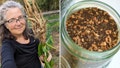 New Hampshire homesteader and digital influencer Michelle Visser of soulyrested.com touts homegrown chicory as the all-natural alternative to coffee that is often decaffeinated by controversial industrial processes. - Fox News
