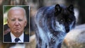 President Biden and a gray wolf. - Fox News