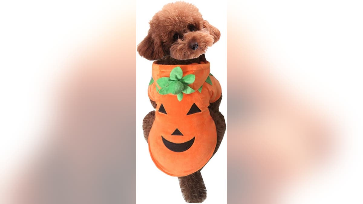 Go with a classic and dress your pet in this pumpkin hoodie.?
