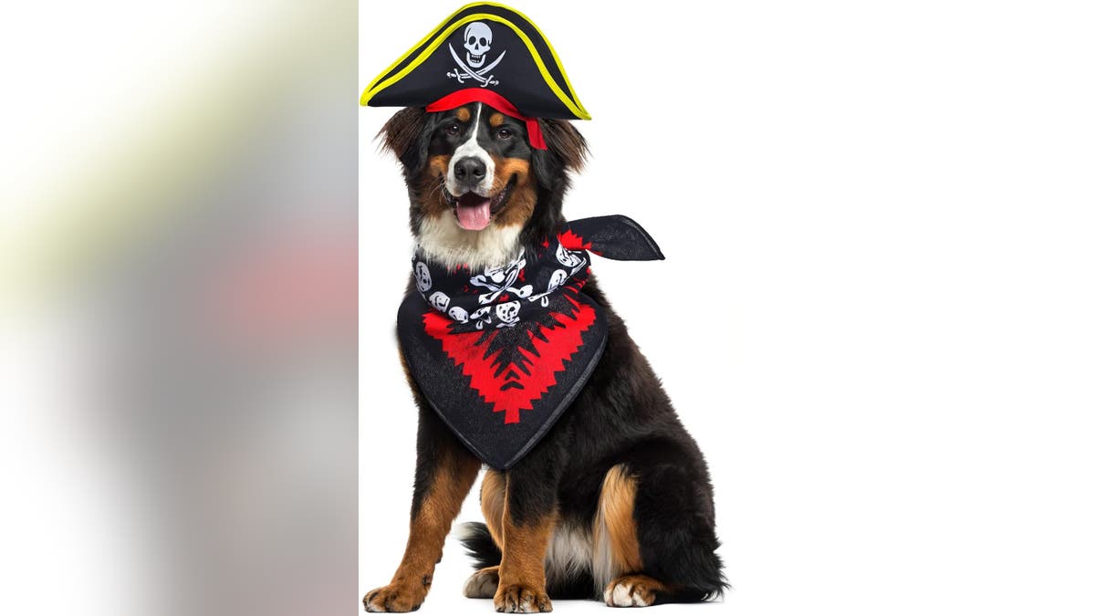A simple pirate costume is the perfect simple costume.?