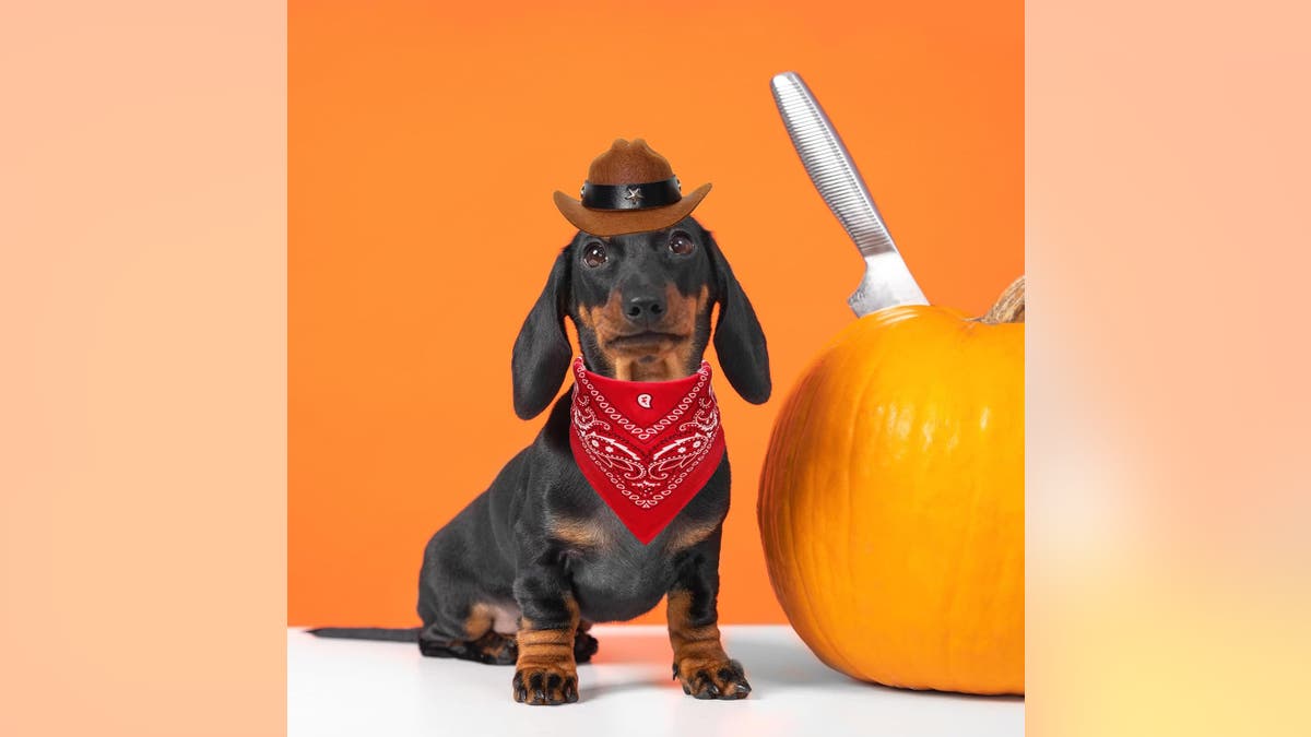 A cowboy costume is an age-old costume that'll be a hit year after year.?