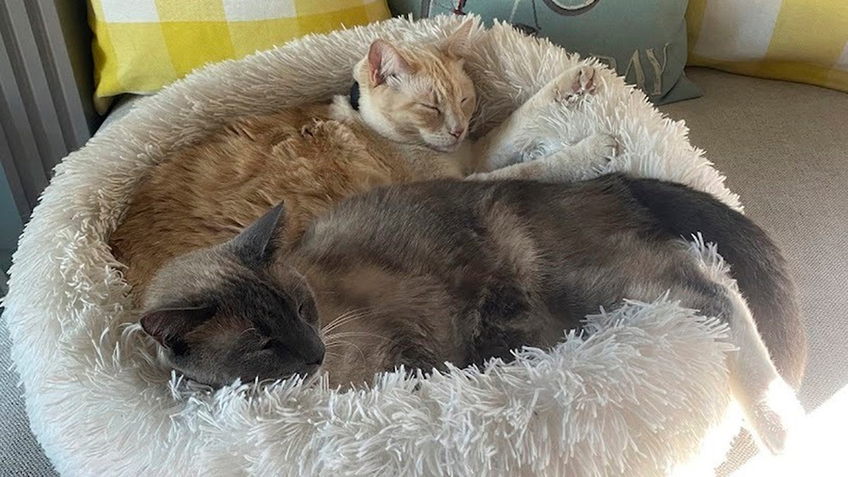 An orangish  feline  and a siamese feline  snuggling.