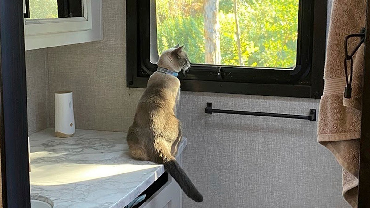 Cat looks out the window.