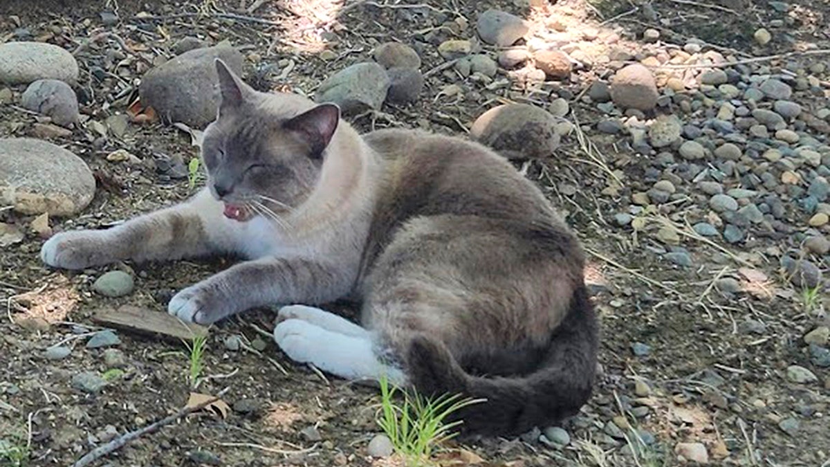 A siamese feline  looking precise  grumpy. 