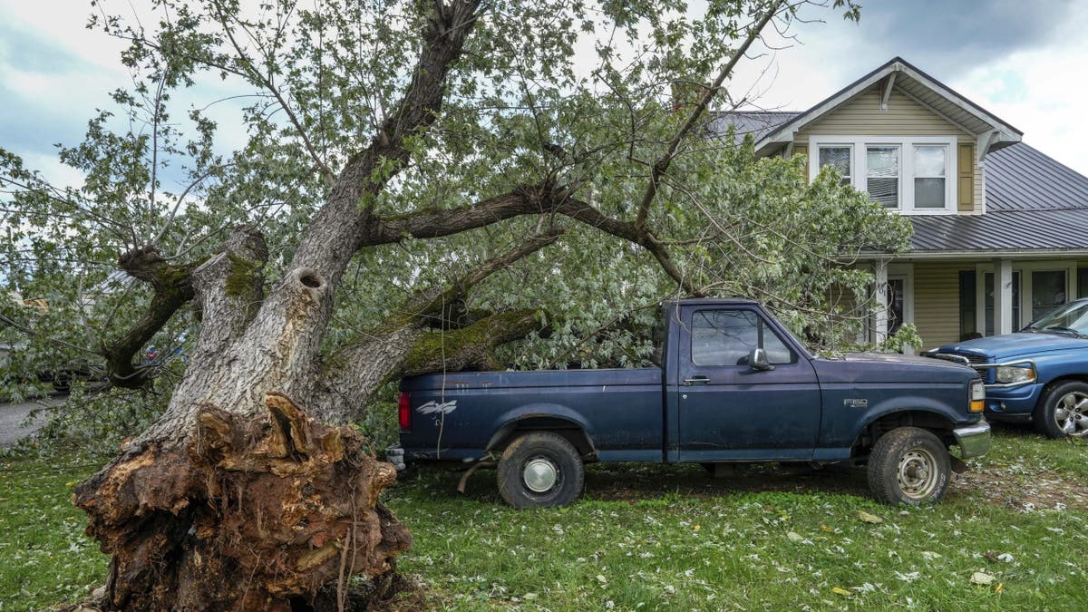 Árbol arrancado durante el huracán Helene