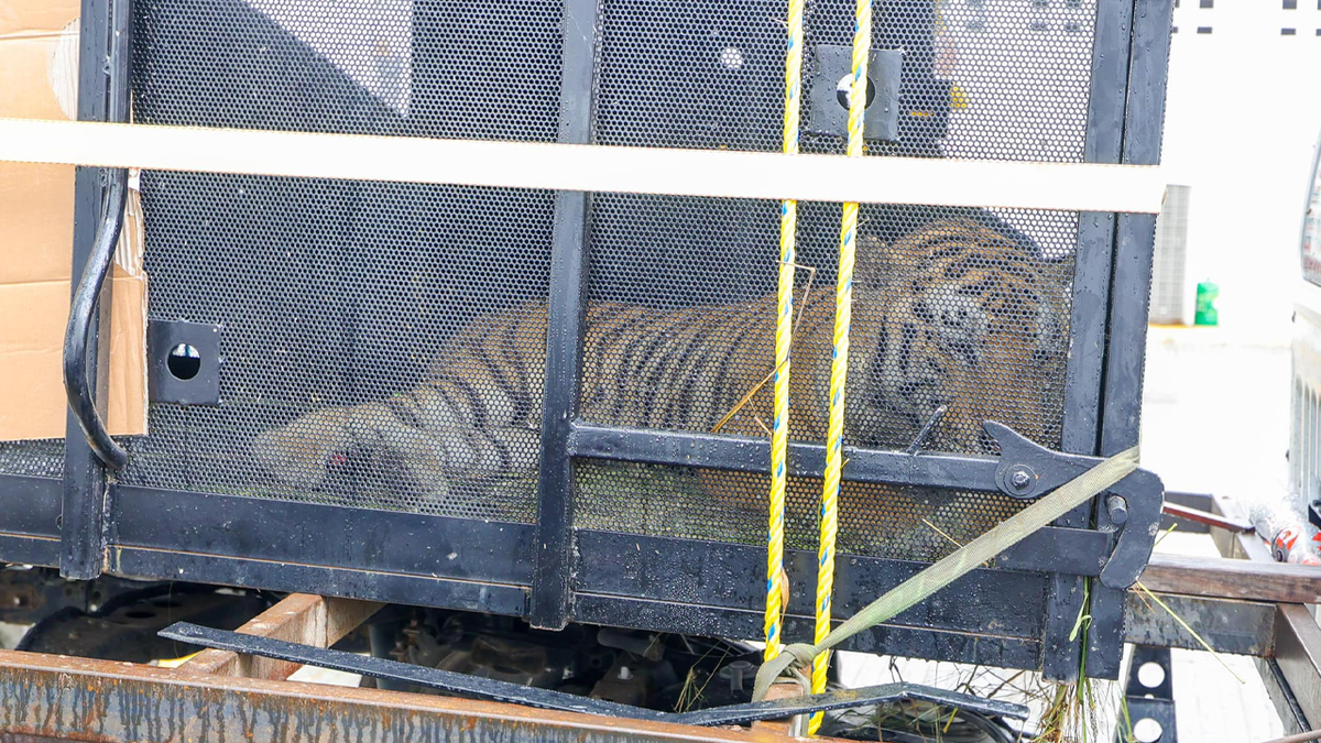 Escaped tiger captured