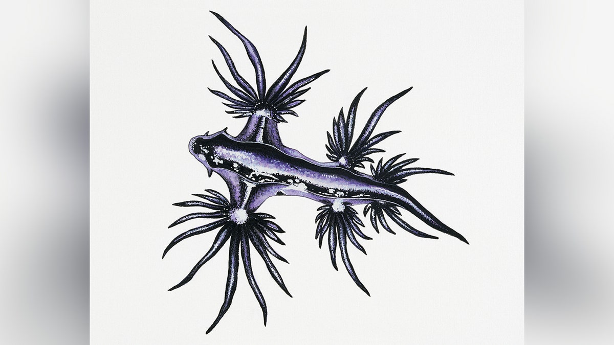 Blue Sea Dragon Art