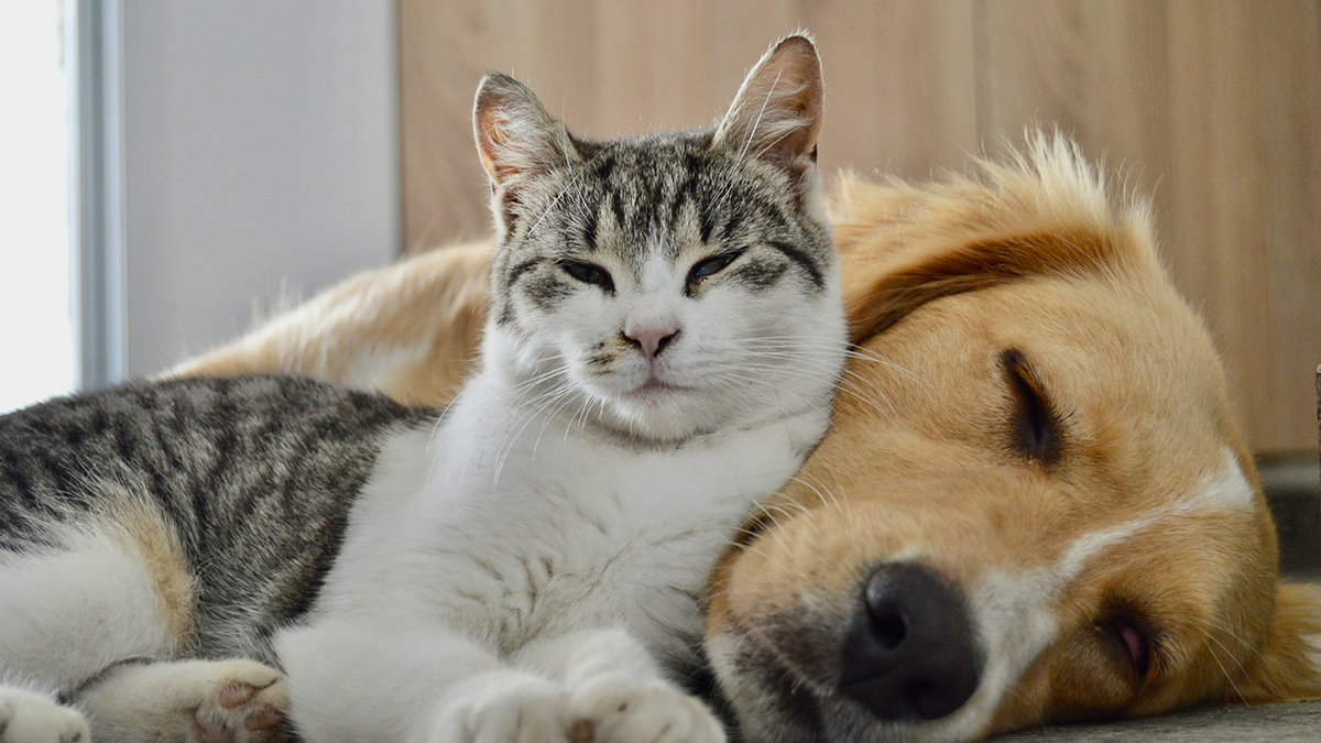 Consigue pronto grandes descuentos en artículos esenciales para mascotas.