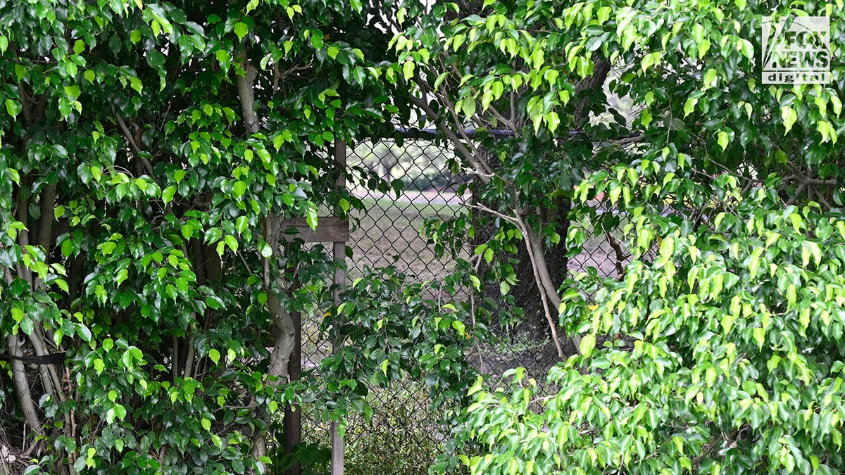 fencing seen at gap in vegetation at Trump golf club