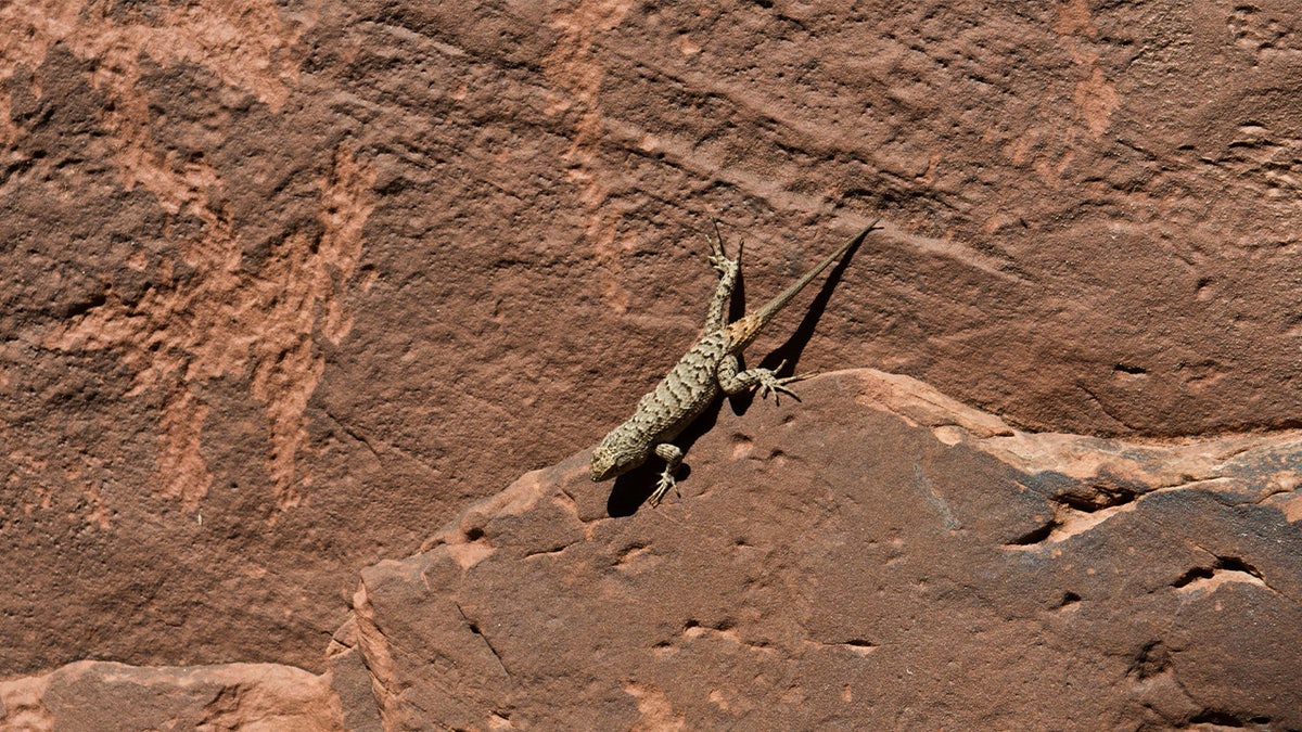 Lagarto de las dunas