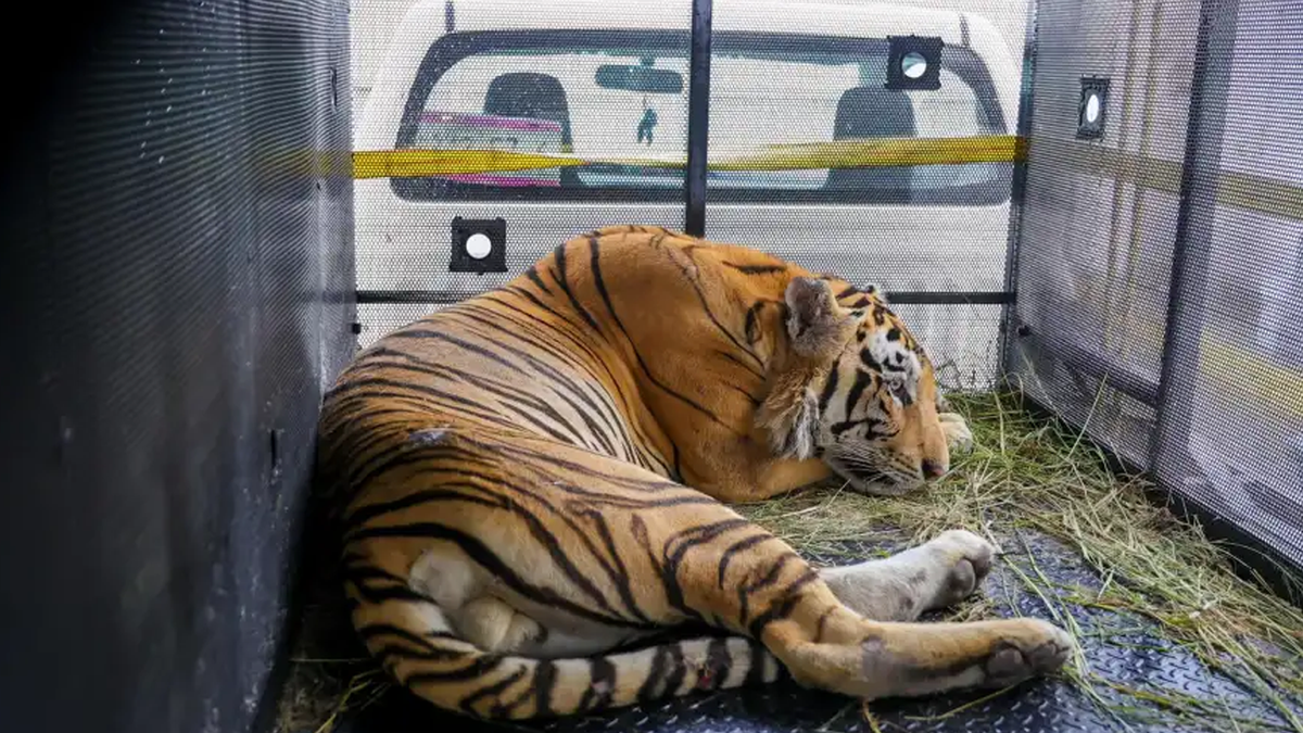 Tigre de Bengala escapado