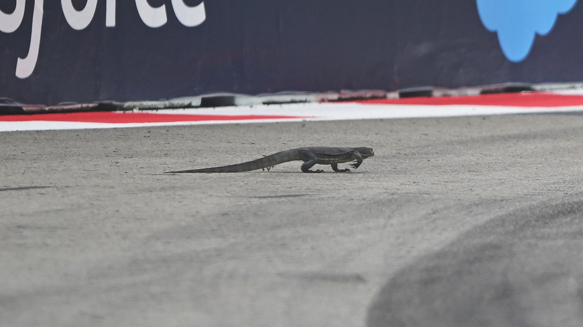 Un lagarto camina sobre raíles