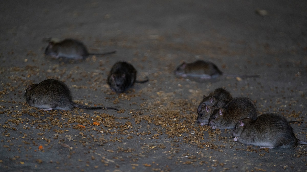 New york city mice