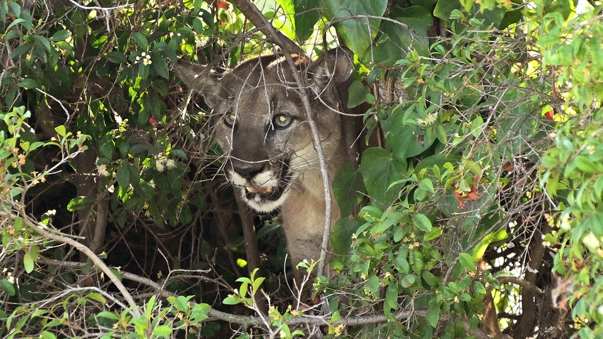 Mountain lion hiding in brush