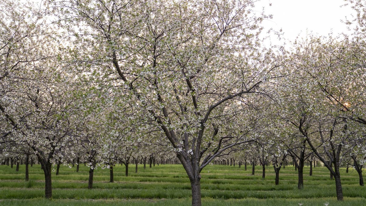 cherries michigan