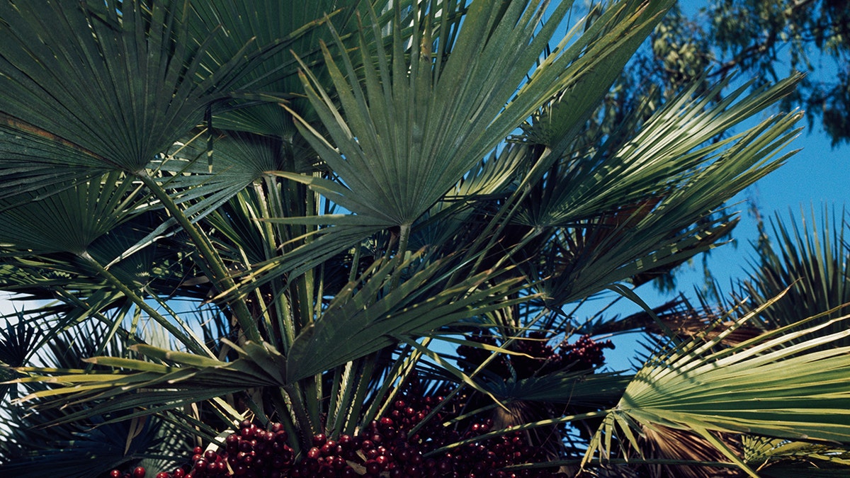 palmetto দেখেছি