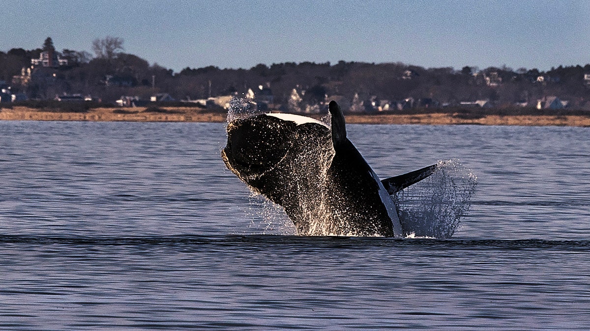 Whale jumps out of the water