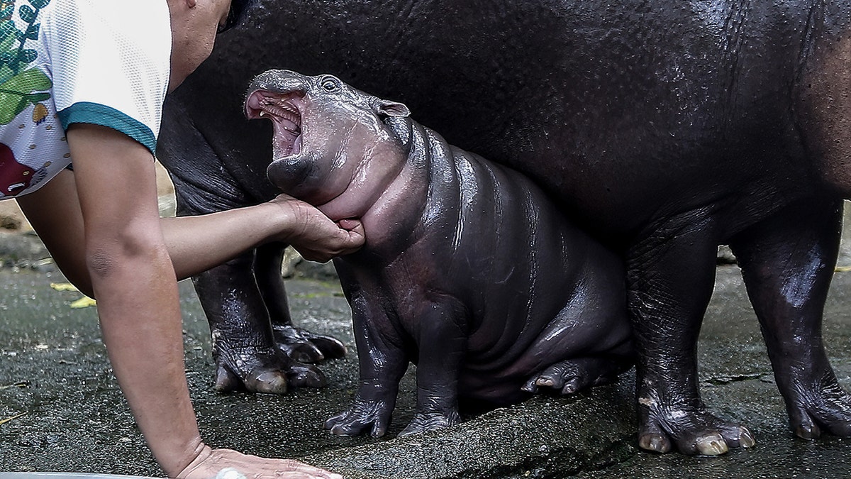 Moo Deng, um hipopótamo pigmeu, aparentemente gritando.