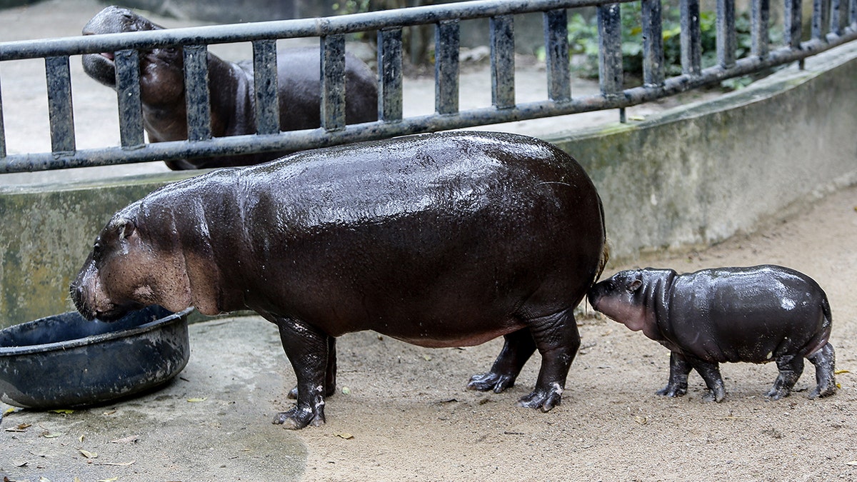 Moo Deng and her mom. 