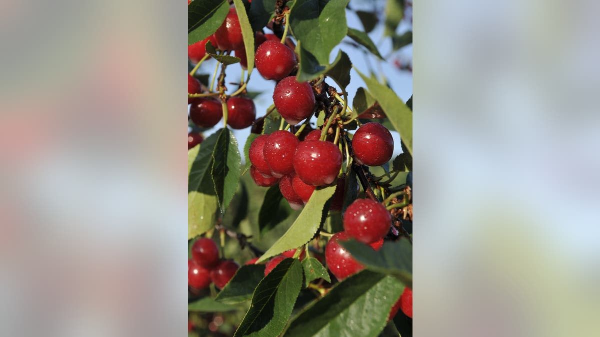 las cerezas podrían ser la fruta estatal de Michigan