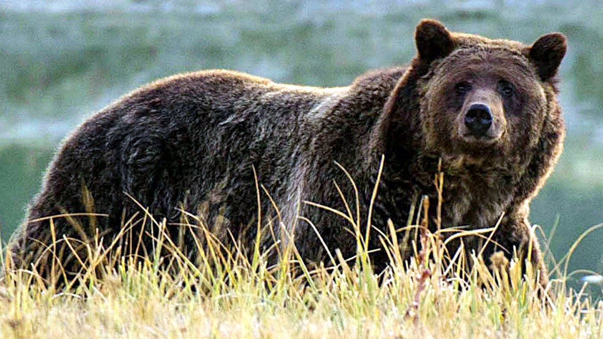 Oso pardo del Parque Nacional de Yellowstone