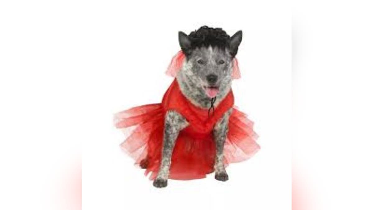 Now your pet can dress up as a bride.