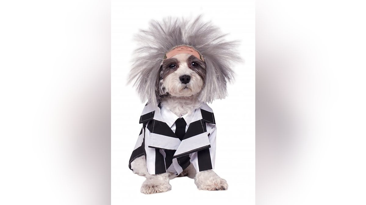 Tu perrito puede unirse a la diversión de Beetlejuice.