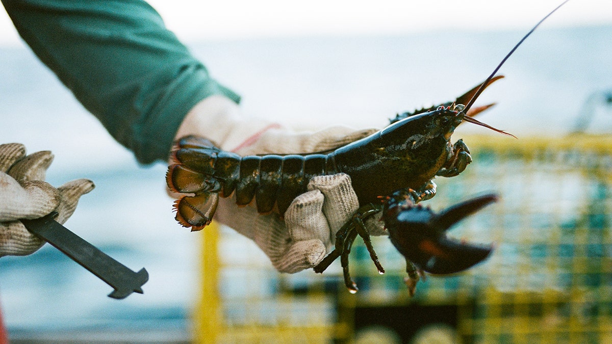 Lobster being measured with a tool.