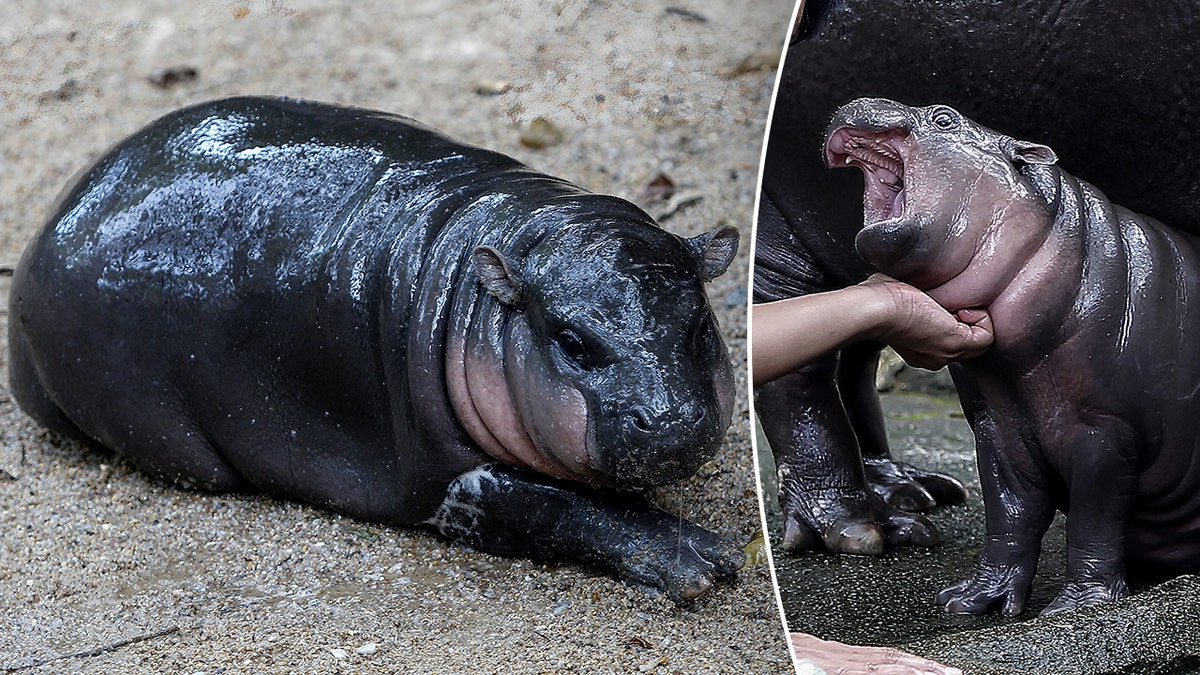 Uma imagem dividida do bebê hipopótamo pigmeu Moo Deng. Uma delas está dormindo. A outra está gritando.