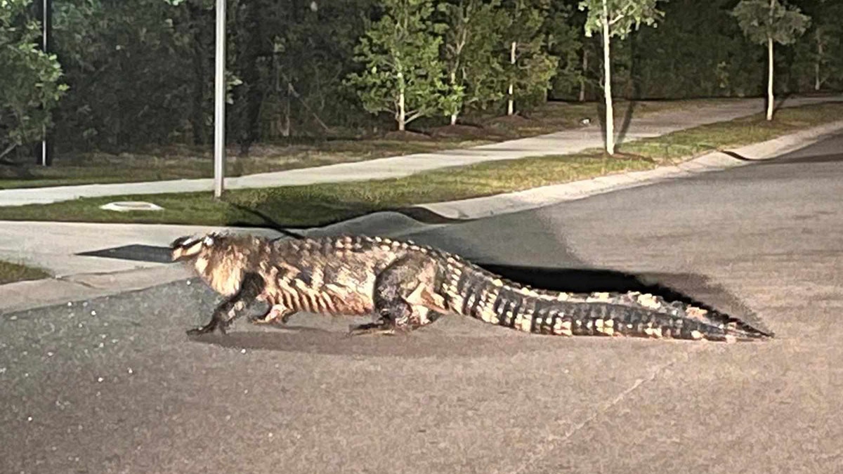 Alligator crosses street