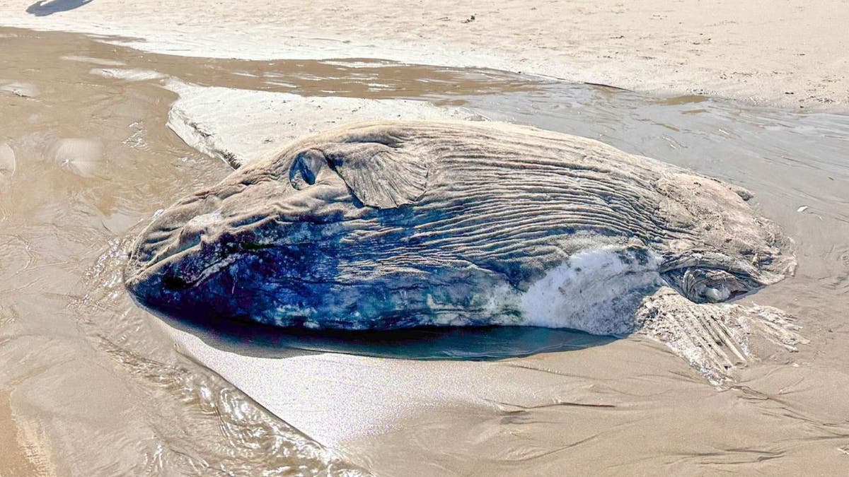 Foto lebar Mola Mola di pantai