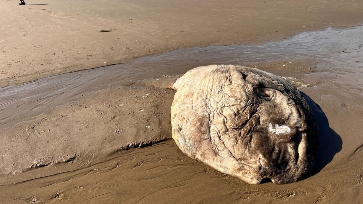 Pez gigante arrastrado a la playa