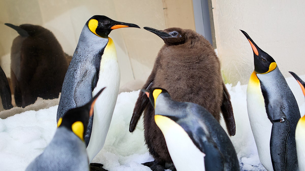 Pesto el pingüino con sus padres Hudson y Tango