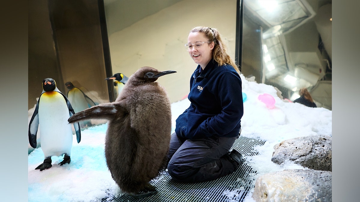 Pesto the penguin with his aquarium owner