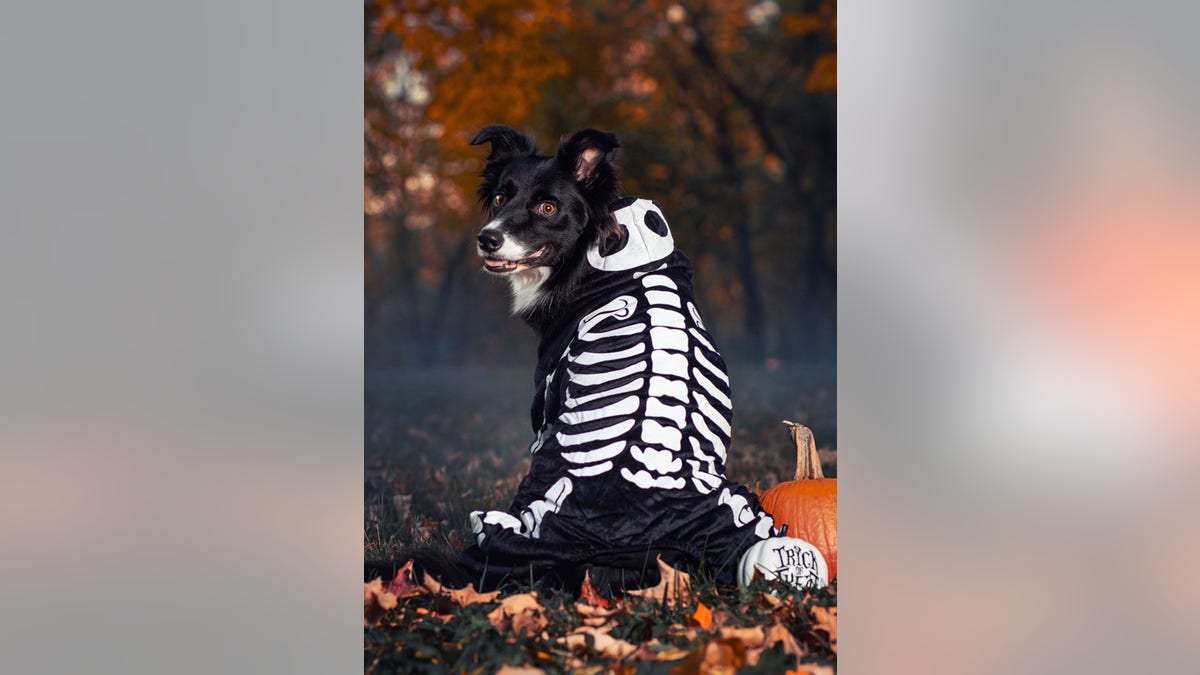 Ubah anak anjing Anda menjadi kerangka menakutkan untuk Halloween. 