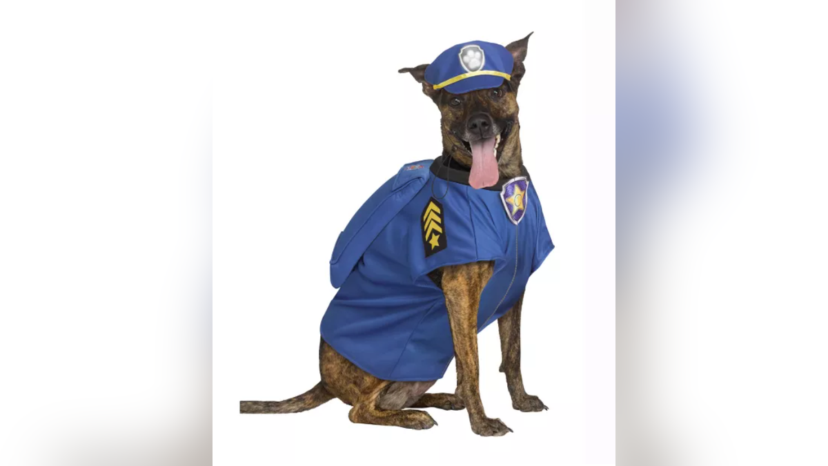 Your pup can become the protector of your home for Halloween.