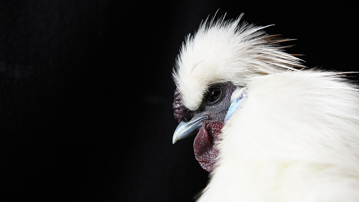 Silkie-Chicken