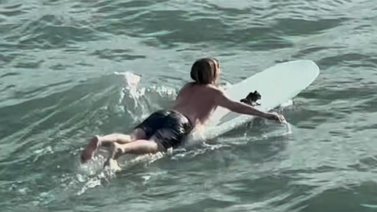 surfista se aleja remando con un pájaro