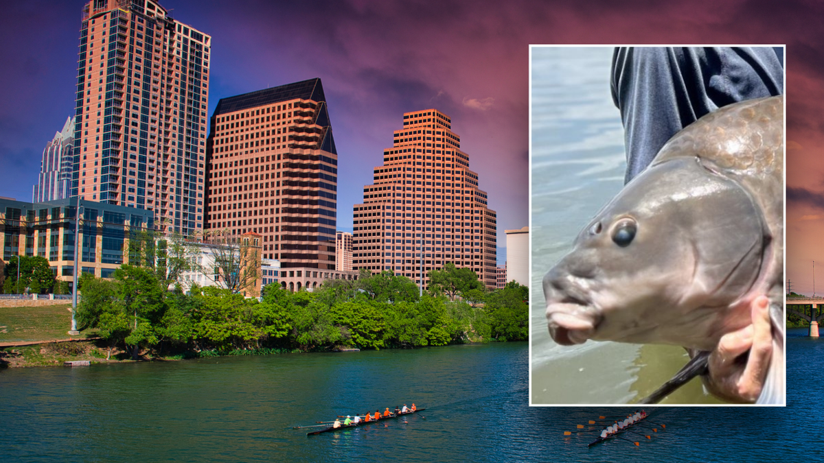 Split image of Austin skyline and fish