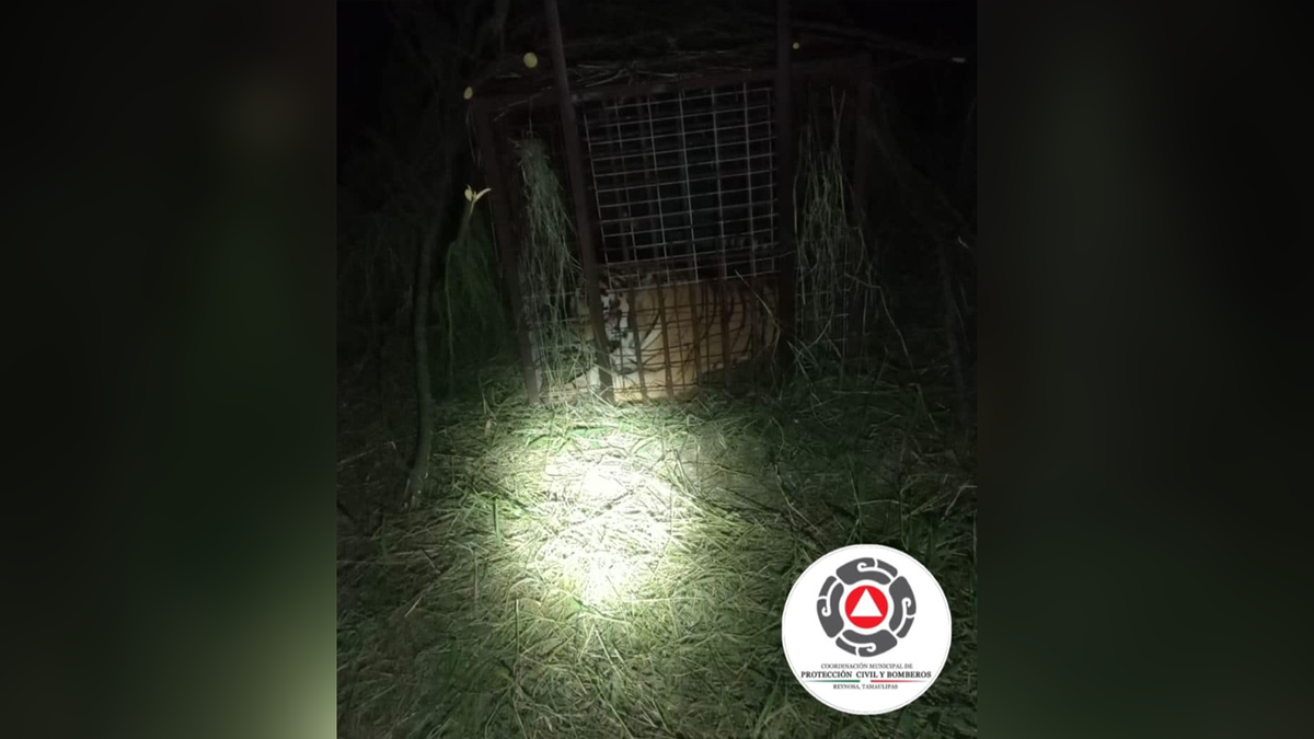 Capturado un tigre de Bengala huido 