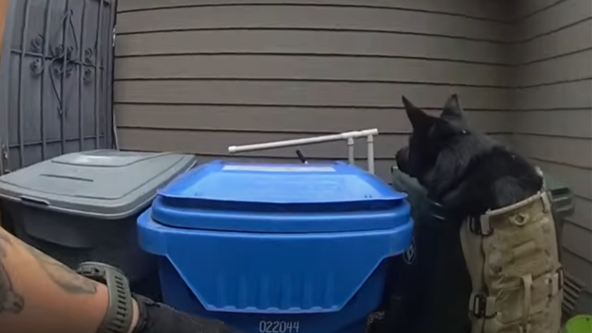 Dog sniffing trash can