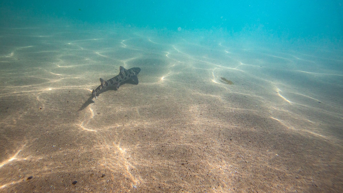 Un tiburón nadando en el océano Pacífico