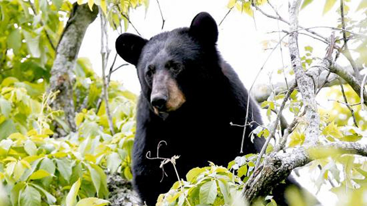 Oso negro en un árbol