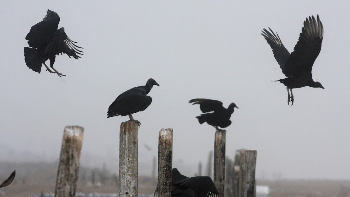 A flock of black vultures