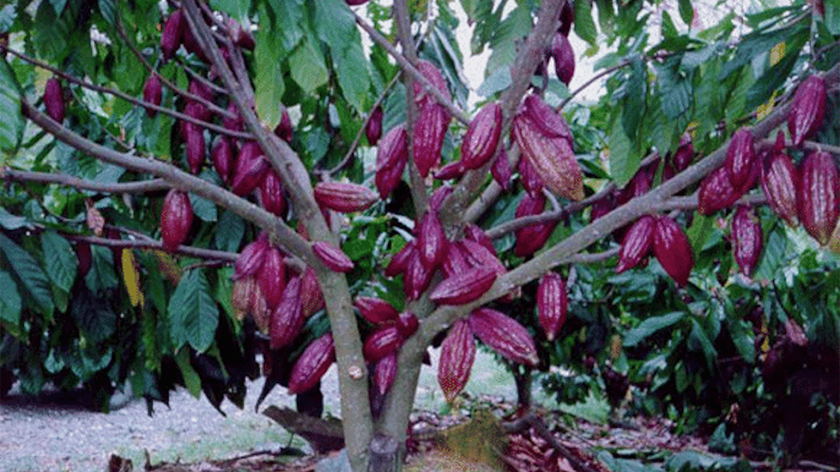 El árbol del cacao. 