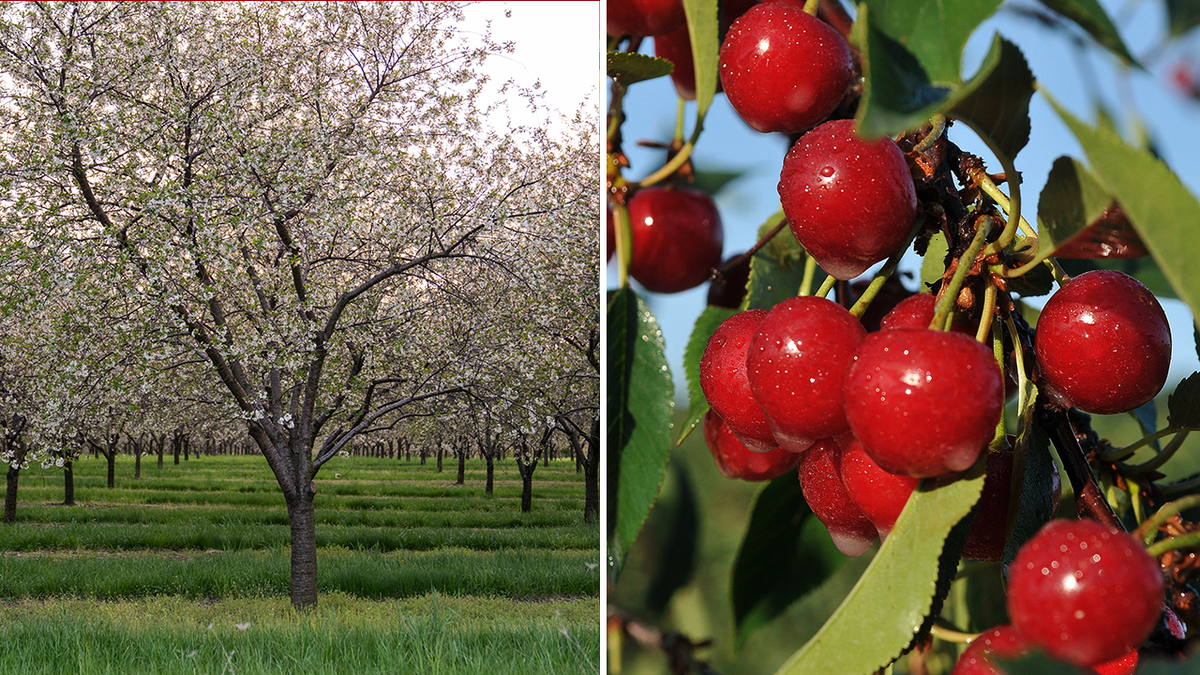 cerezas en michigan split