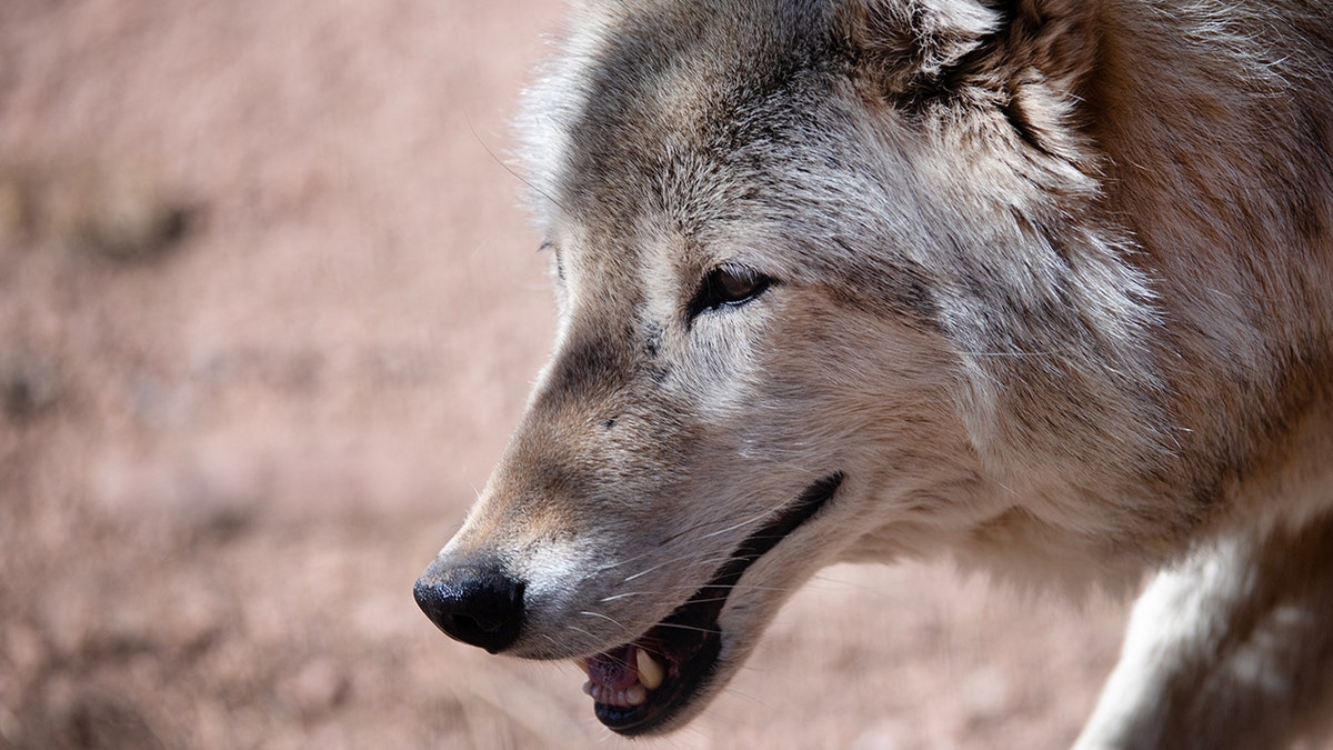 Wolf closeup in Colorado