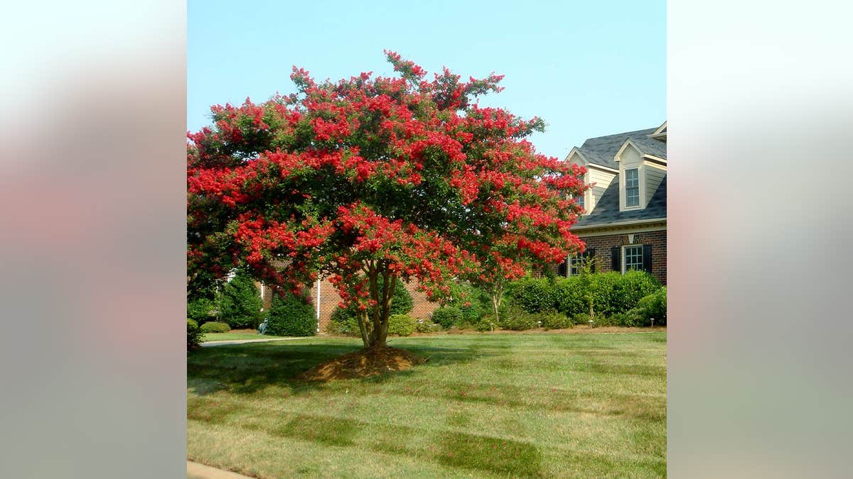 Plant a fast-growing tree to update the landscape in a significant way.