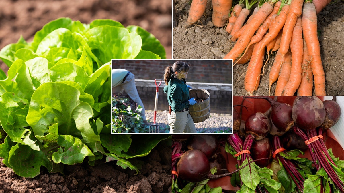 Una mujer cultivando un huerto en el centro, con un fondo de lechugas, zanahorias y betabeles